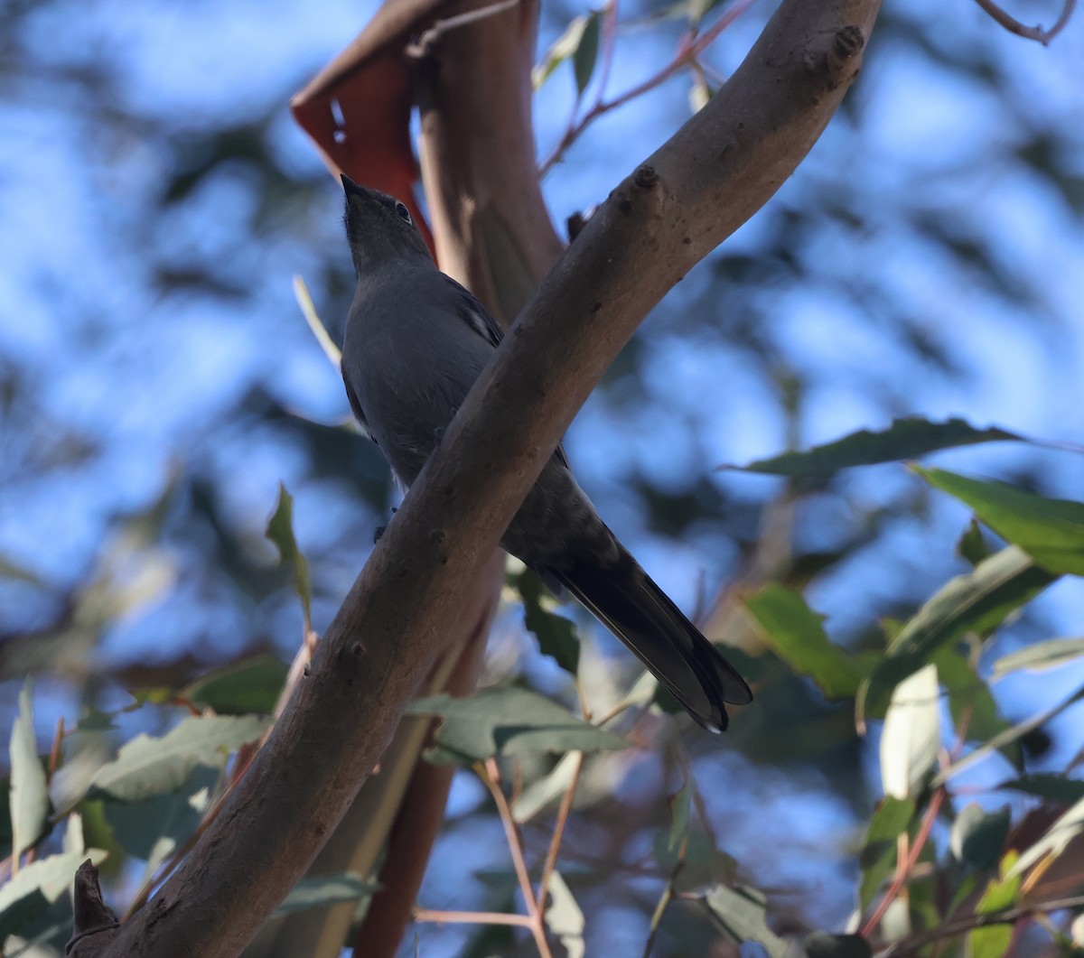 Townsend's Solitaire - ML646303047