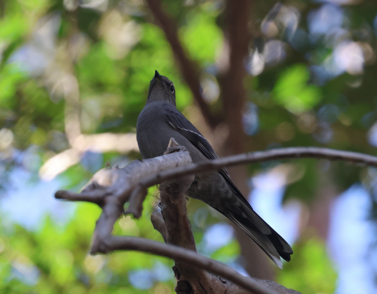 Townsend's Solitaire - ML646303048