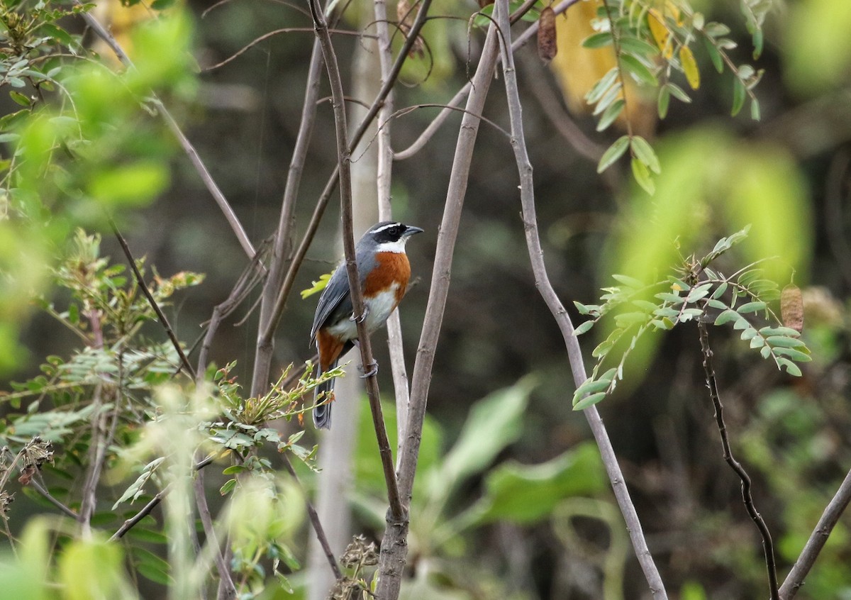 Chestnut-breasted Mountain Finch - ML646303049