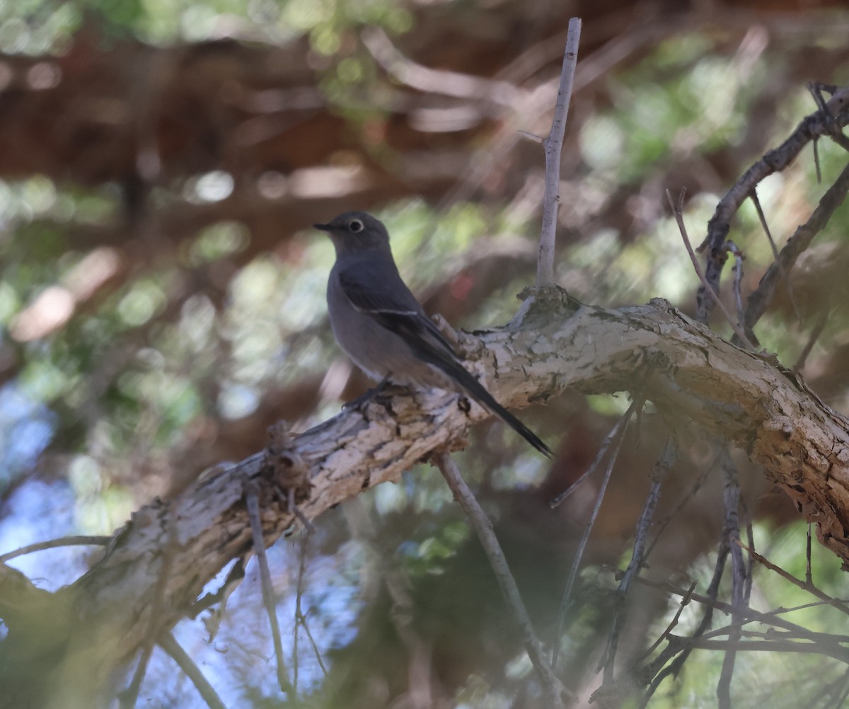 Townsend's Solitaire - ML646303050