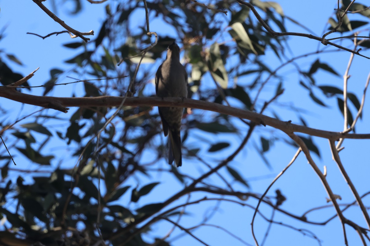 Townsend's Solitaire - ML646303051