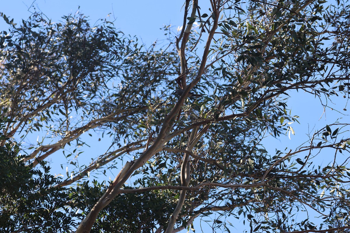 Townsend's Solitaire - ML646303052