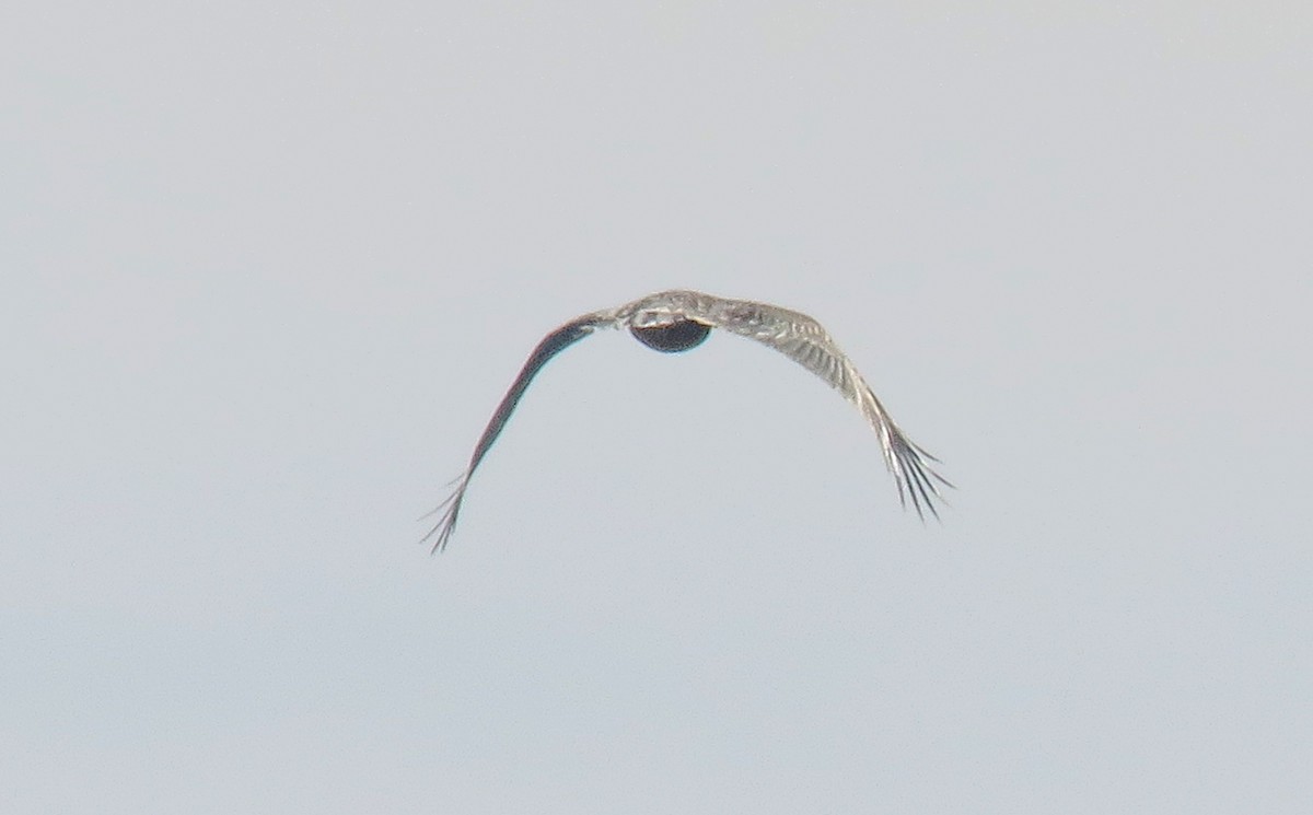 Lesser/Greater Spotted Eagle - ML646303059