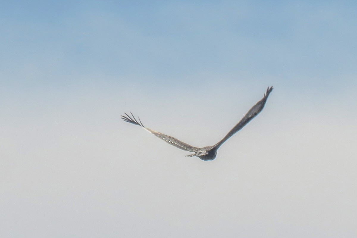 Lesser/Greater Spotted Eagle - ML646303060