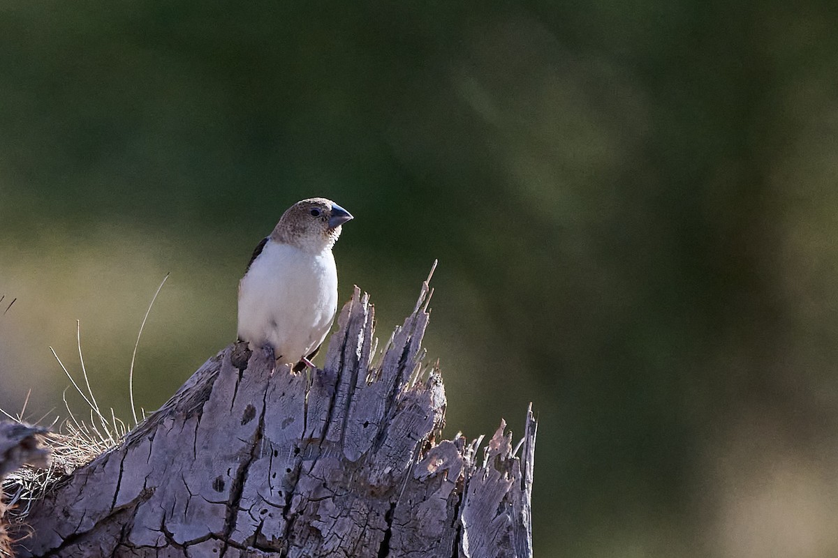African Silverbill - ML646303062