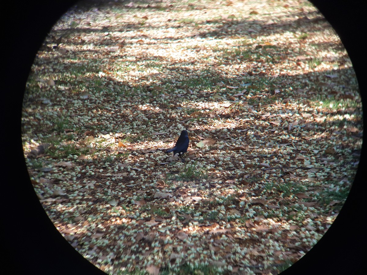 Shiny Cowbird - ML646303065