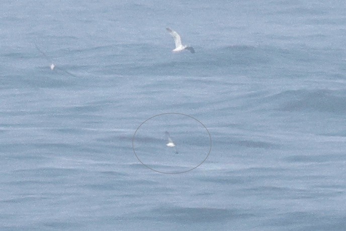 Atlantiksturmtaucher - ML646303068