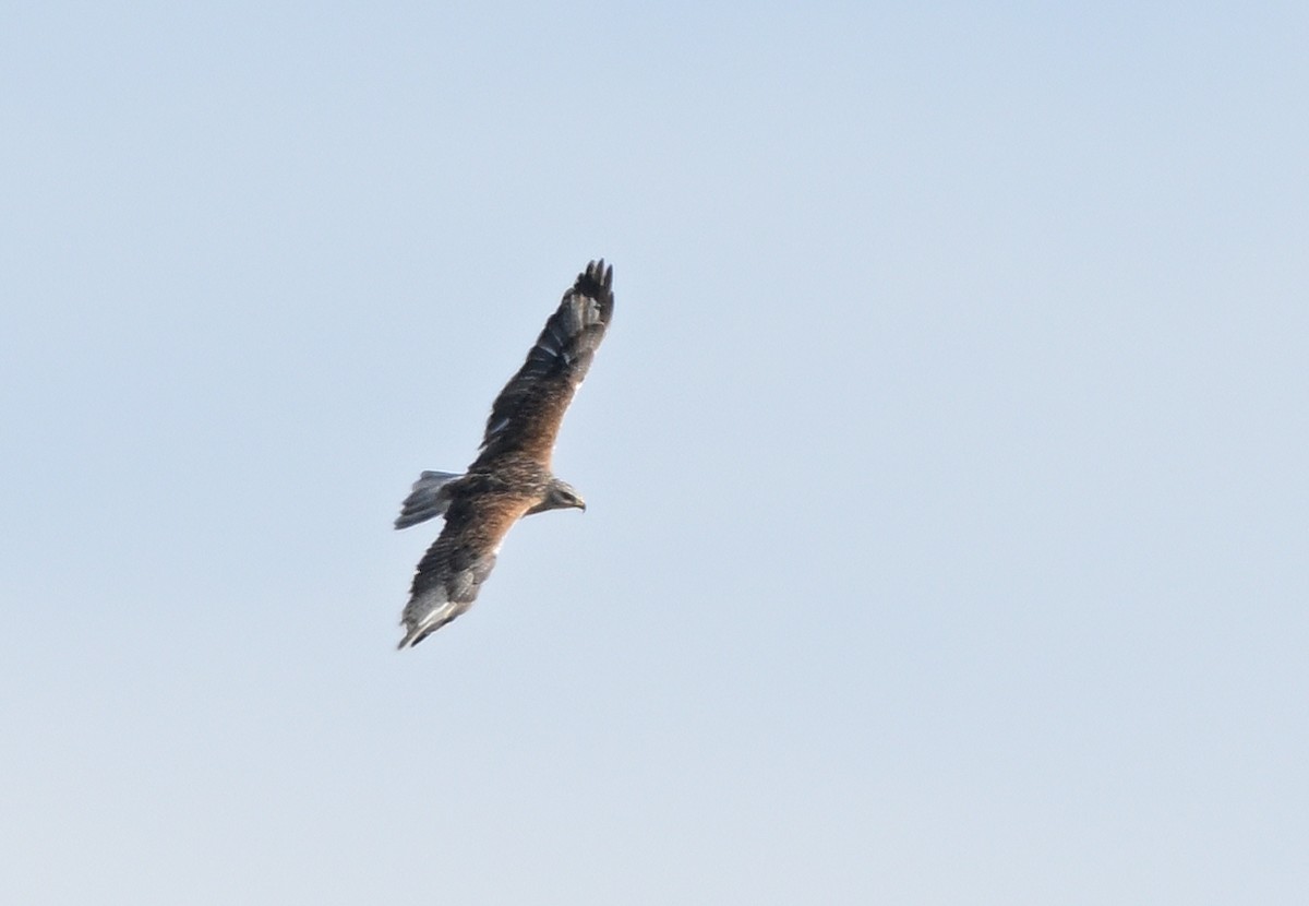 Ferruginous Hawk - ML646303070