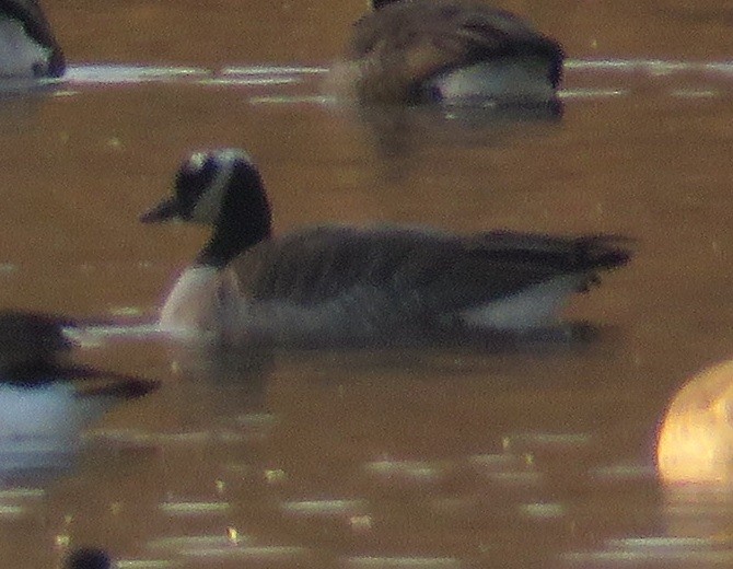 berneška velká - ML646303072