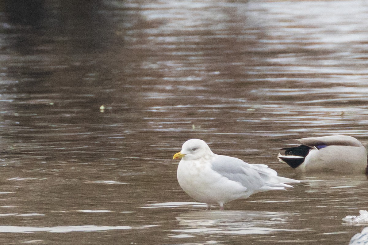 Iceland Gull - ML646303073