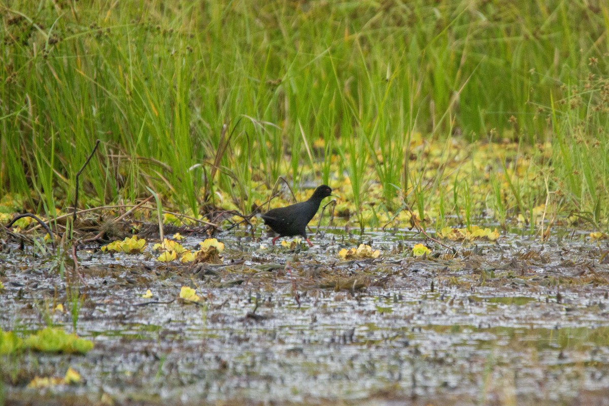 Black Crake - ML646303074
