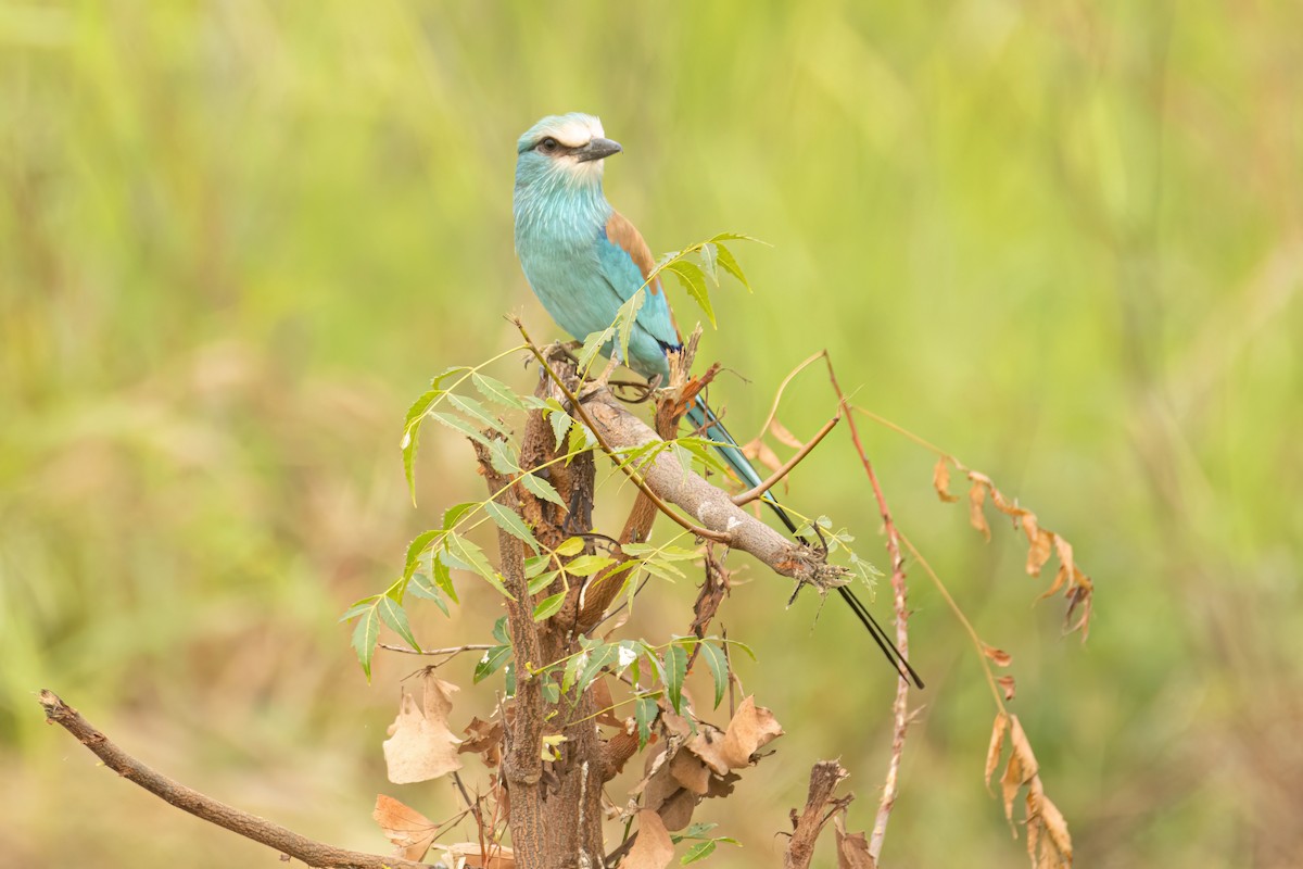 Abyssinian Roller - ML646303087