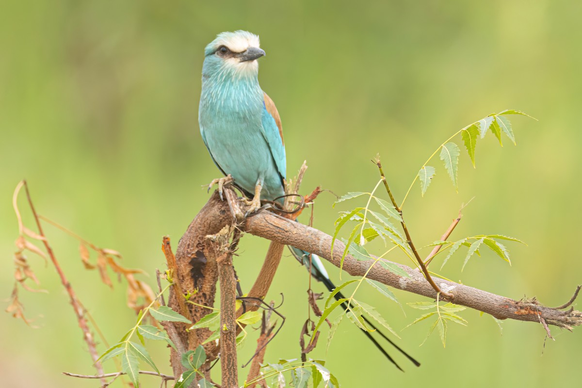 Abyssinian Roller - ML646303088