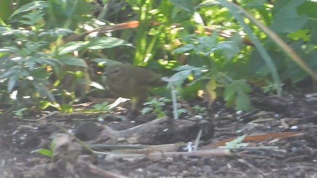 ハイムネアメリカムシクイ - ML646303089