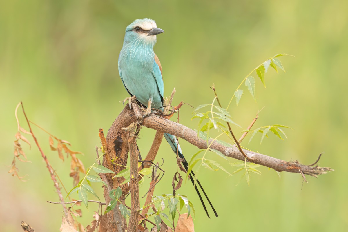 Abyssinian Roller - ML646303090
