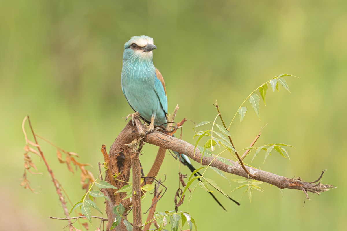 Abyssinian Roller - ML646303091