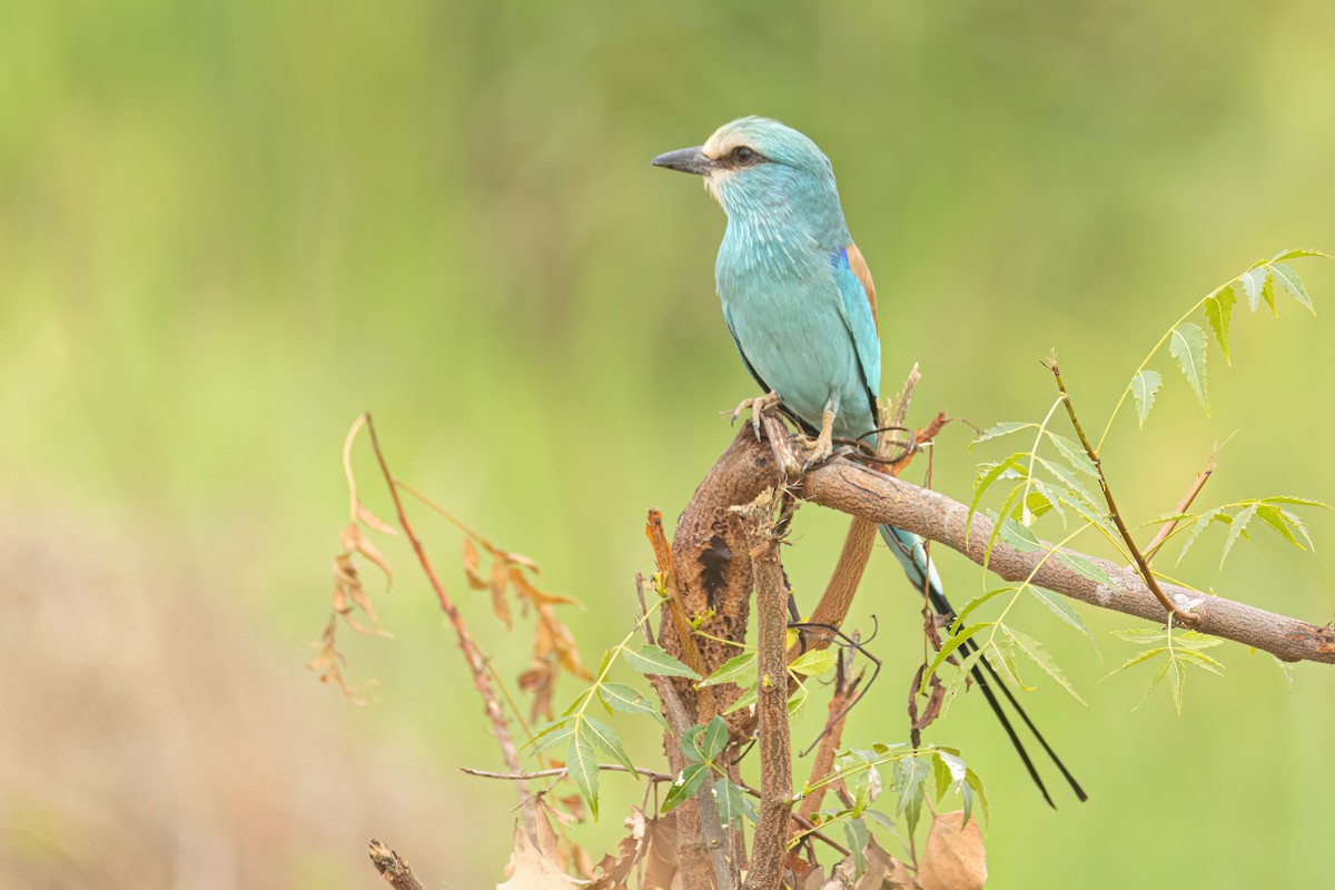 Abyssinian Roller - ML646303092