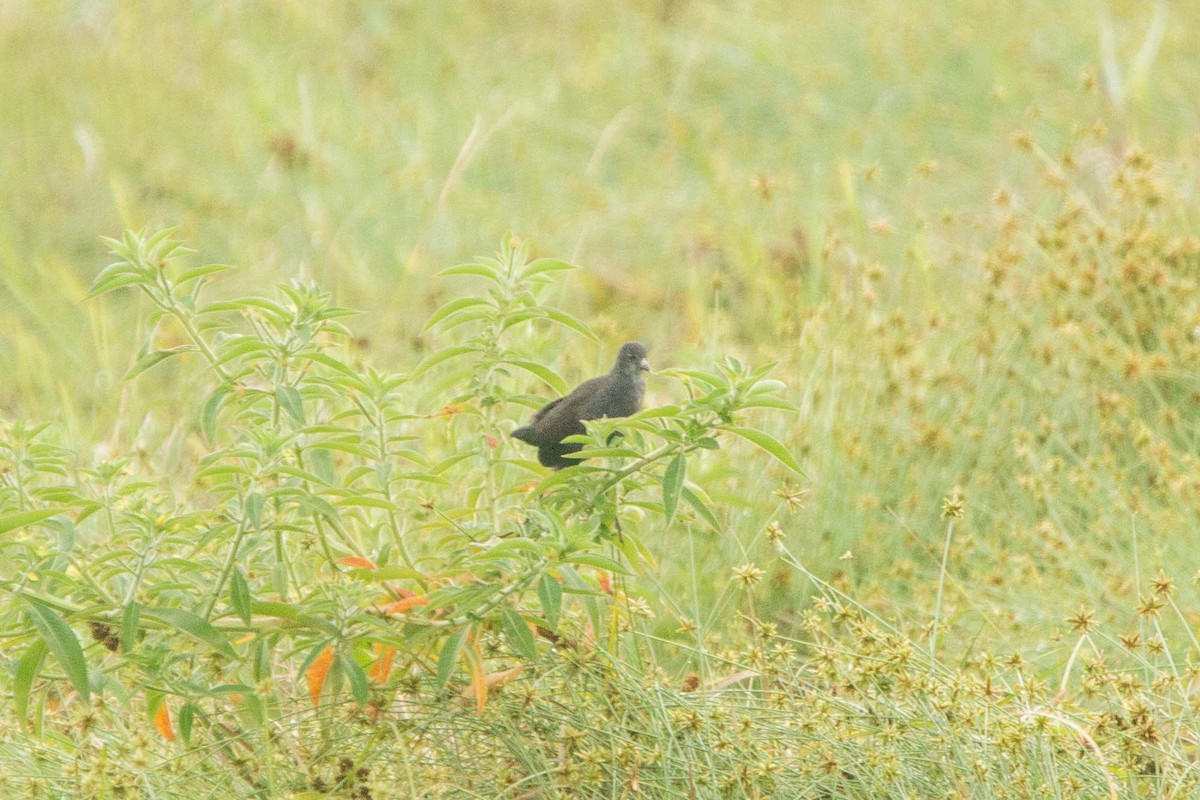Black Crake - ML646303093