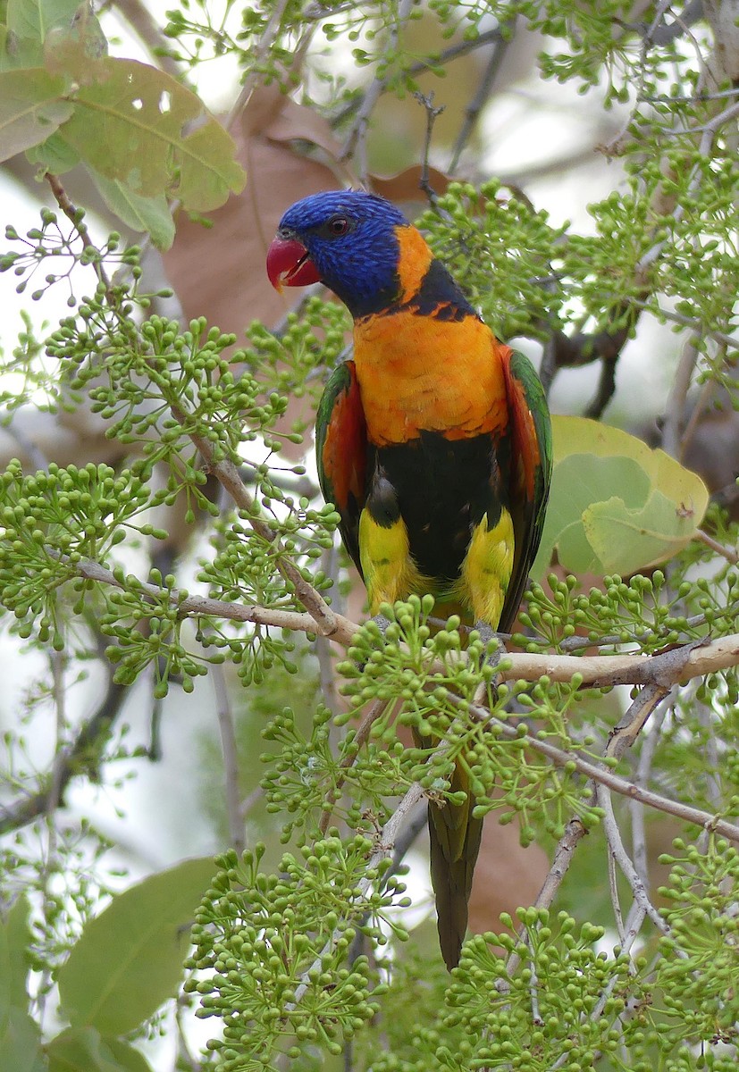 Red-collared Lorikeet - ML646303097