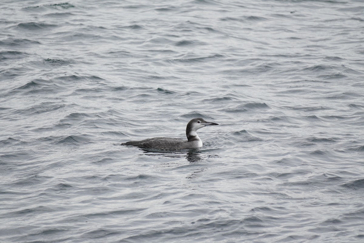 Common Loon - ML646303103