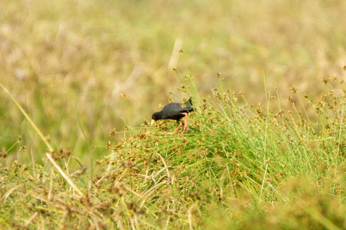 Black Crake - ML646303106