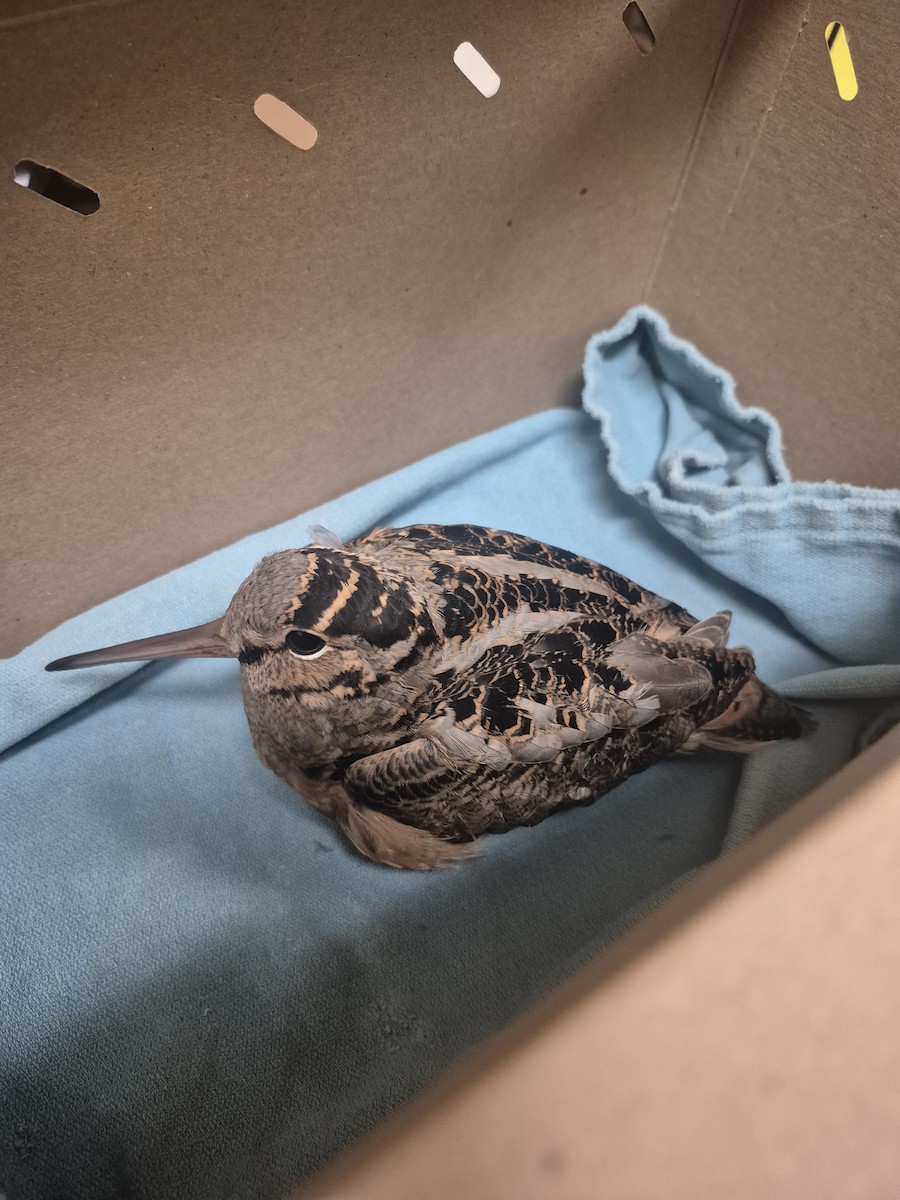 sluka americká - ML646303107