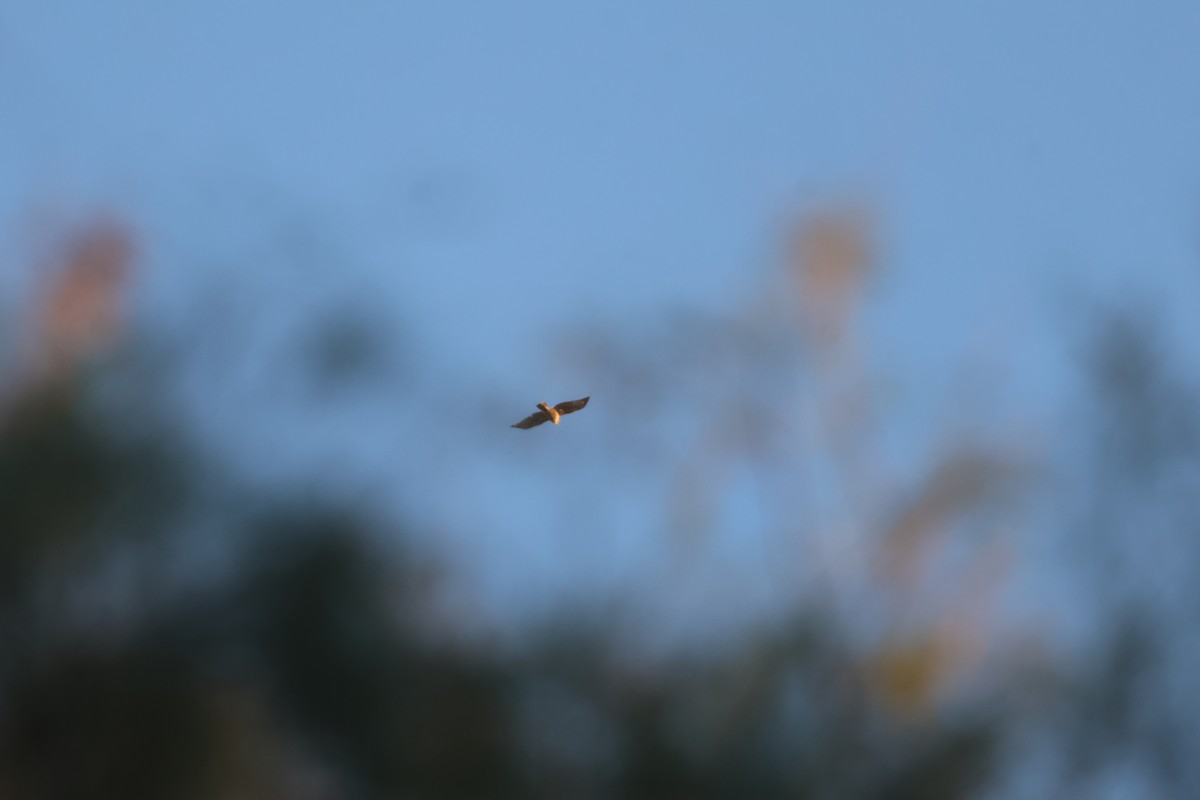 Poiana codarossa - ML646303113