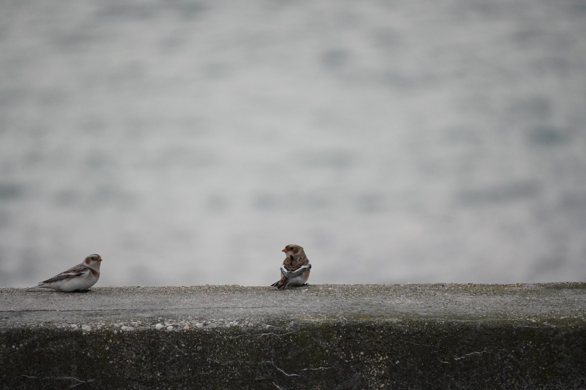 Snow Bunting - ML646303114