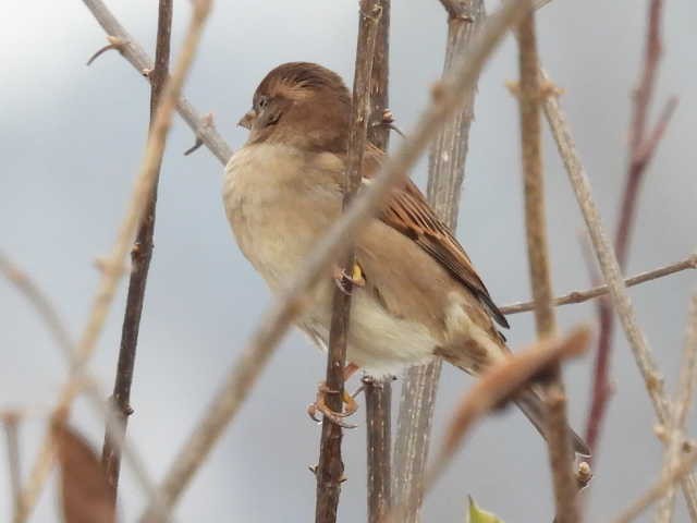 Gorrión Común - ML646303119