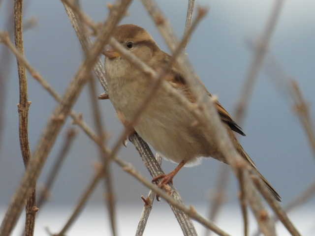 Gorrión Común - ML646303120