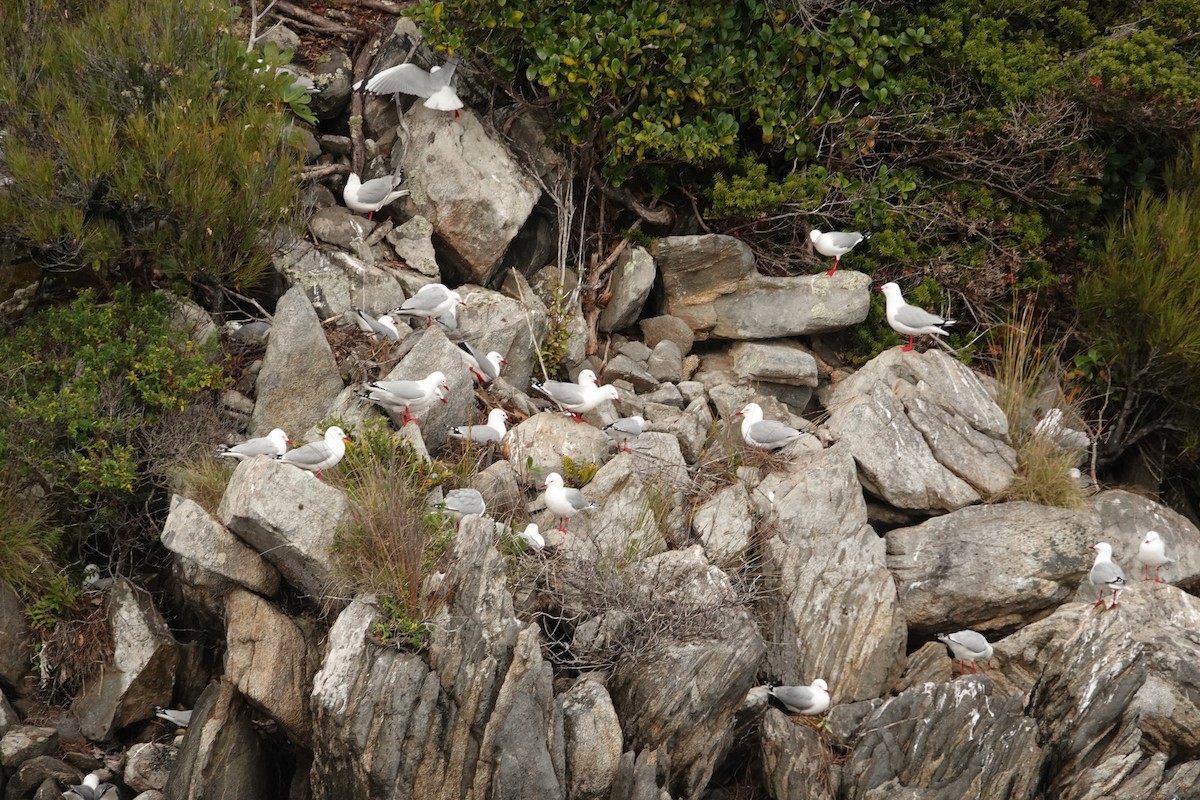 Silver Gull (Red-billed) - ML646303121