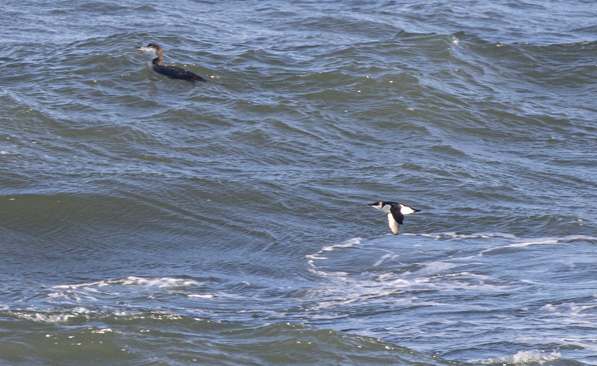 Gazza marina - ML646303122