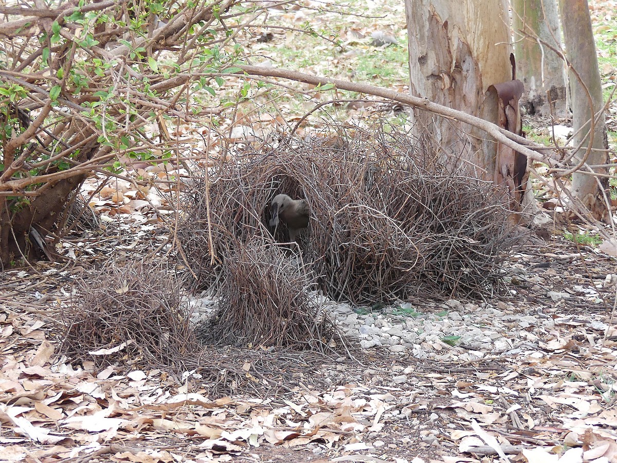 Great Bowerbird - ML646303123