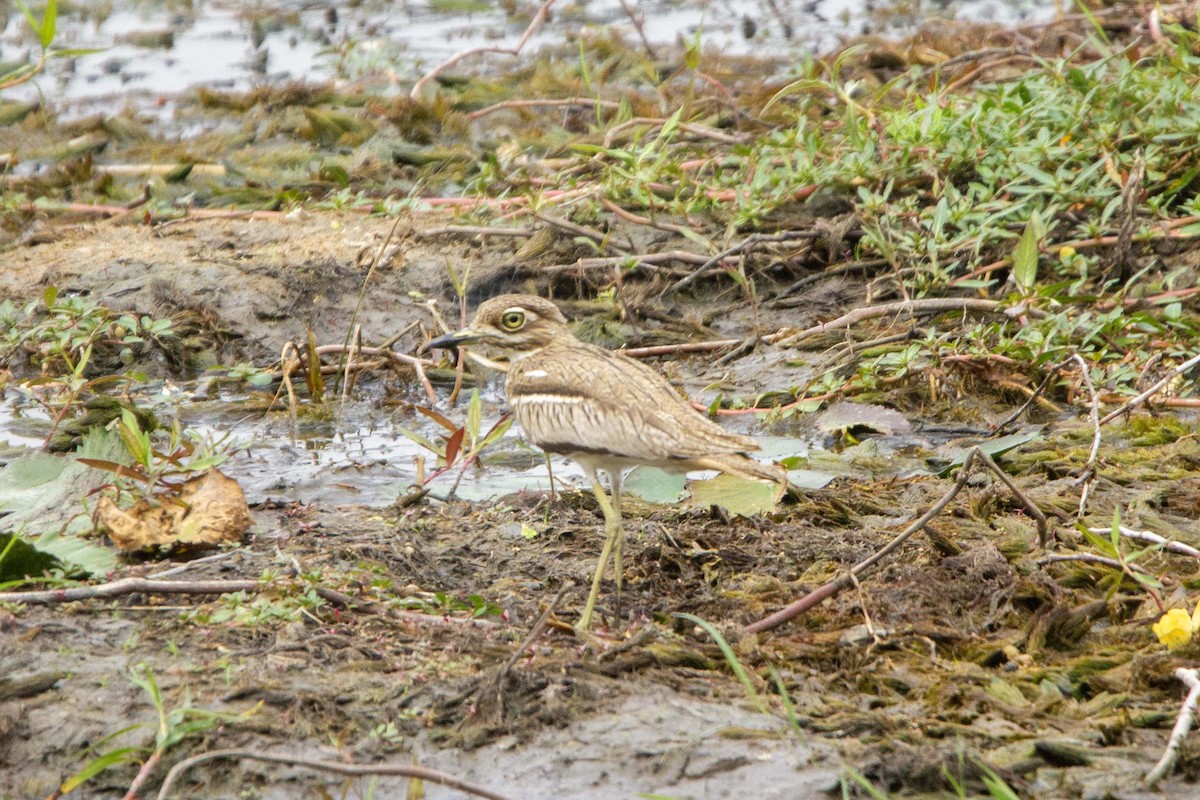 Water Thick-knee - ML646303124