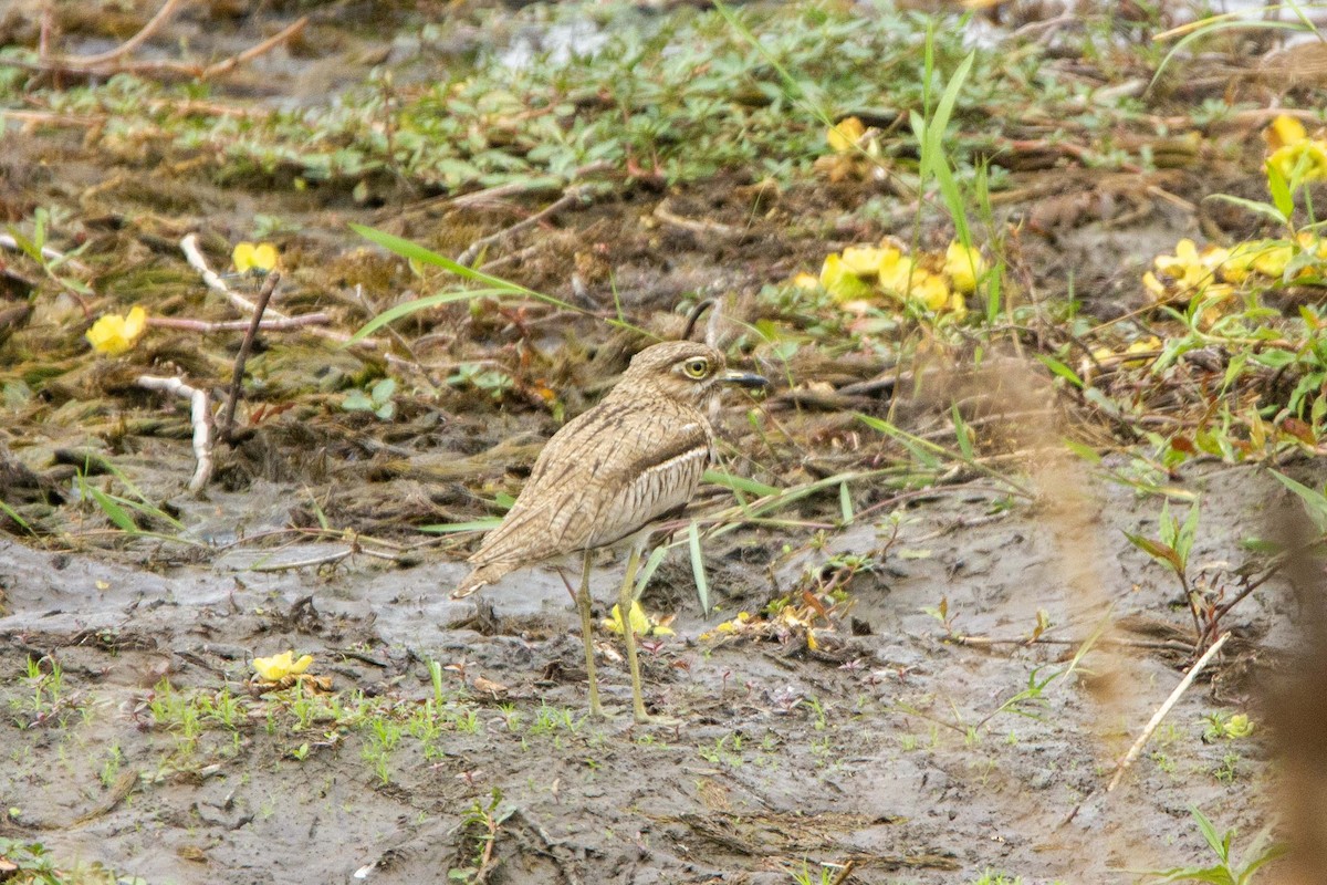 Water Thick-knee - ML646303125