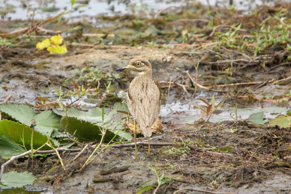 Water Thick-knee - ML646303126