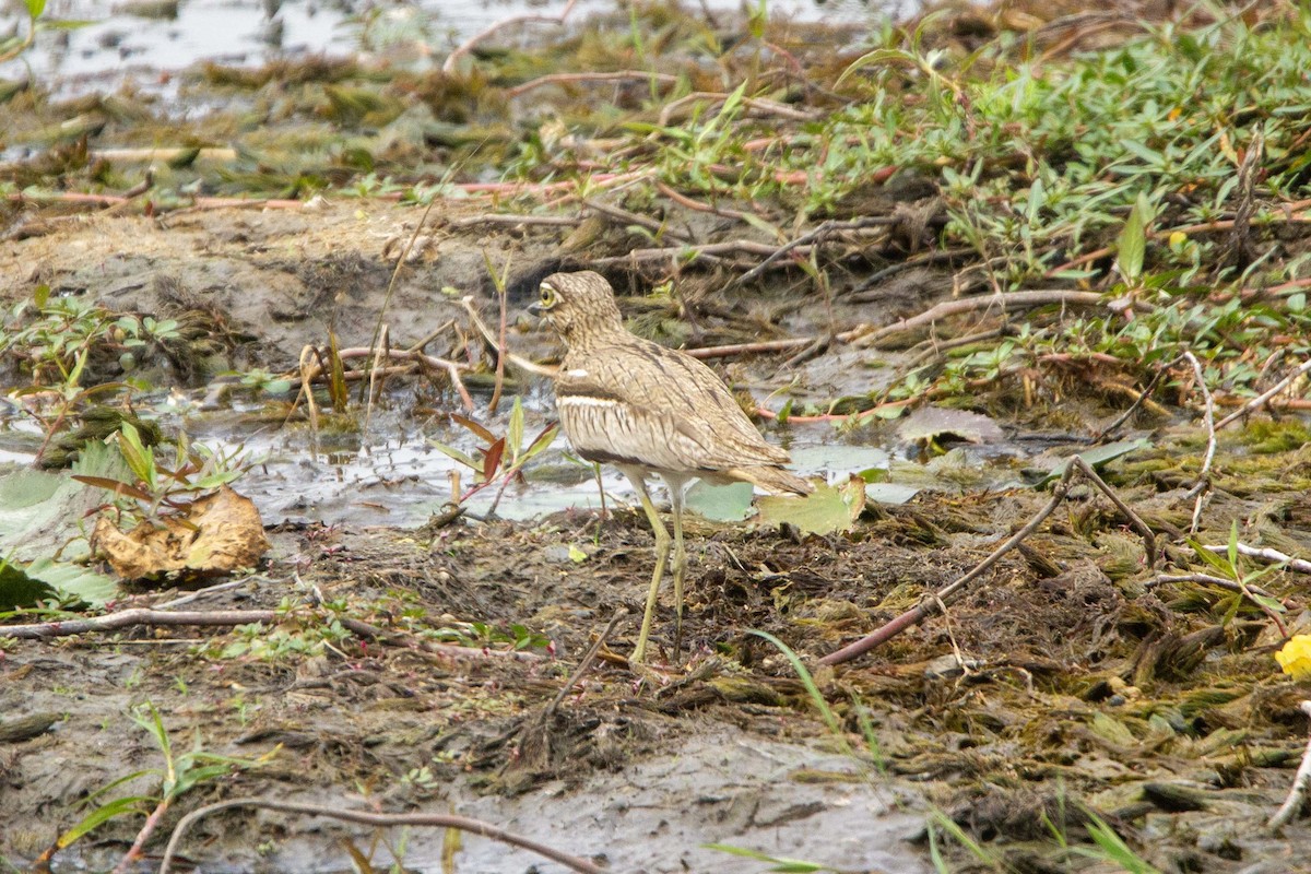 Water Thick-knee - ML646303127