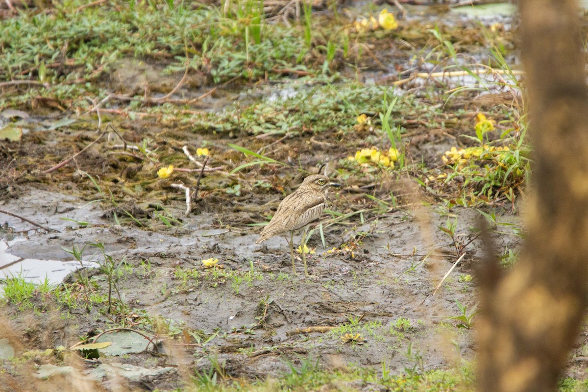 Water Thick-knee - ML646303128