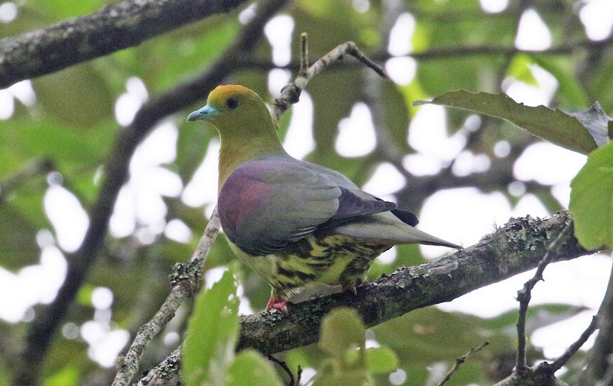 Wedge-tailed Green-Pigeon - ML646303129