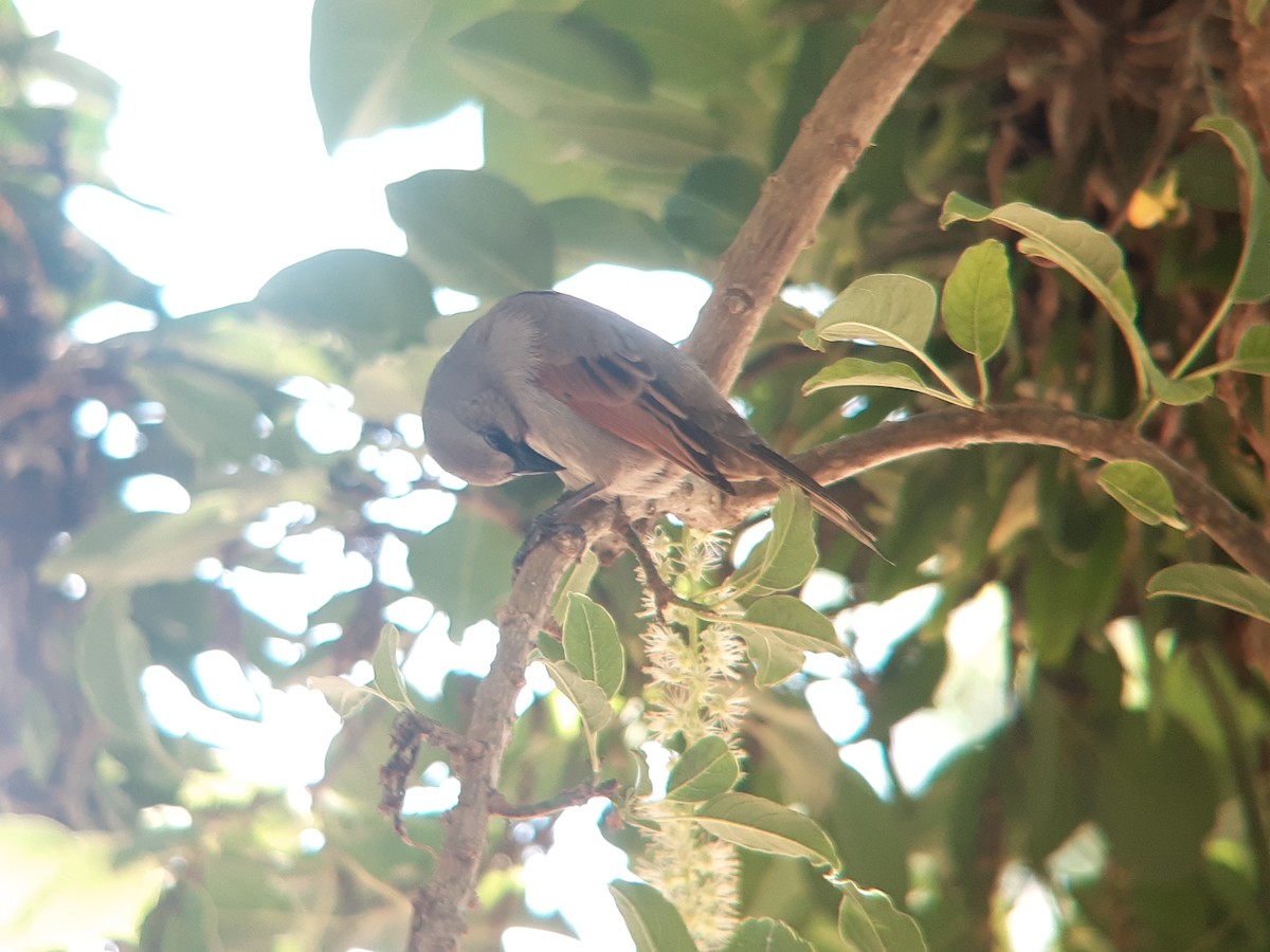 Grayish Baywing - ML646303130