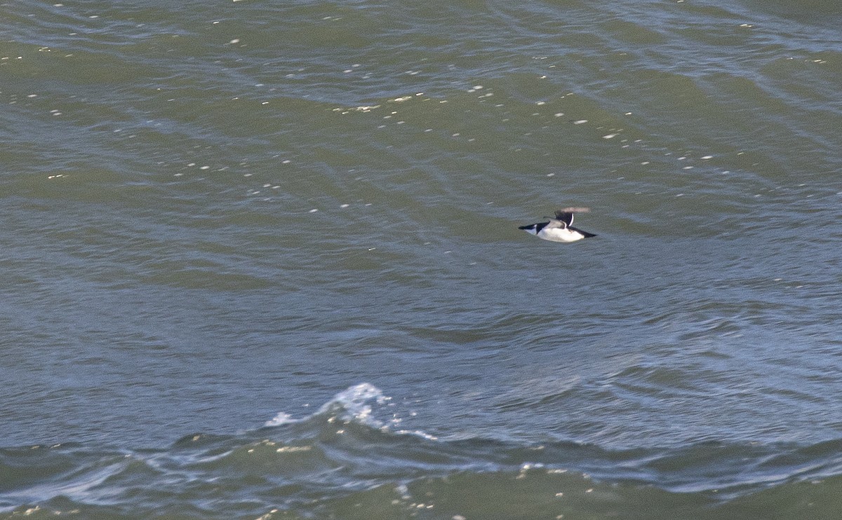 Gazza marina - ML646303131