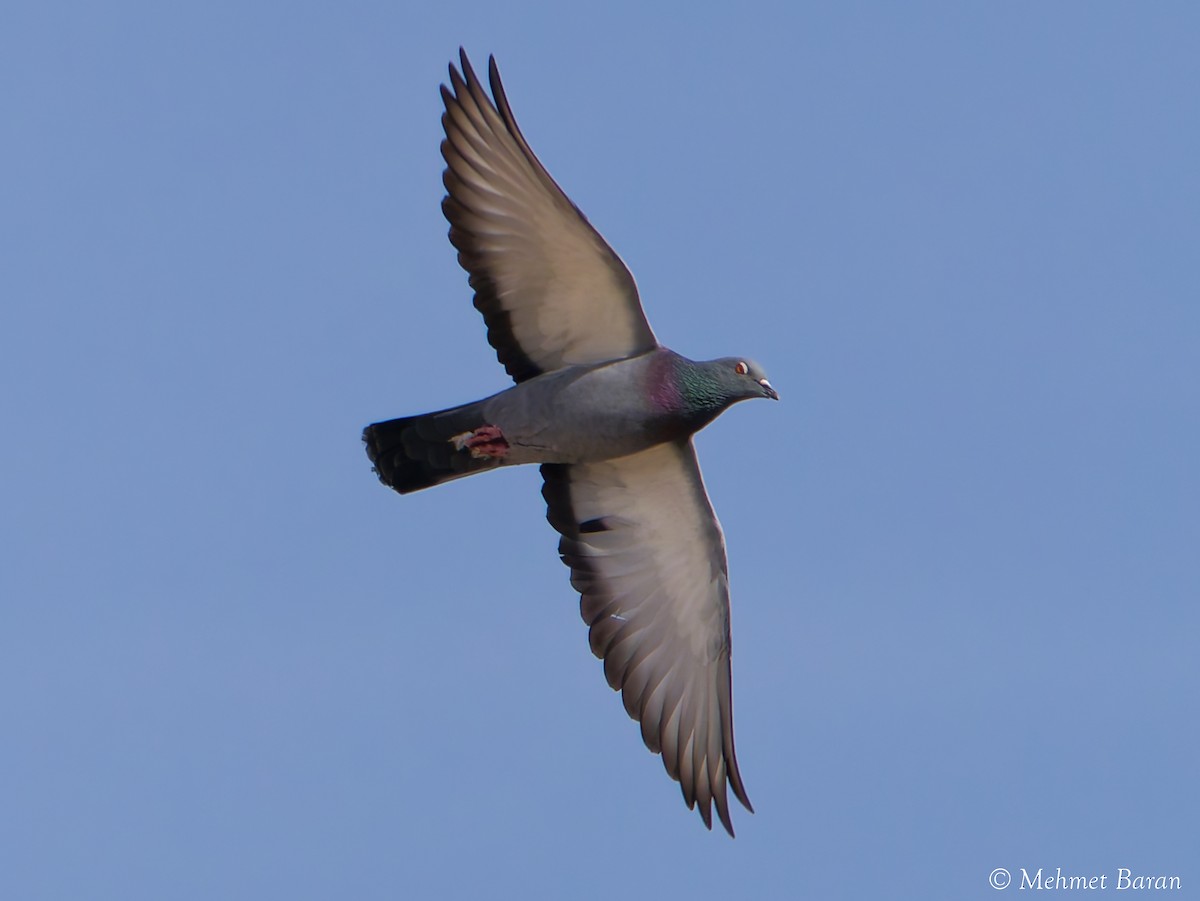 Piccione domestico - ML646303132