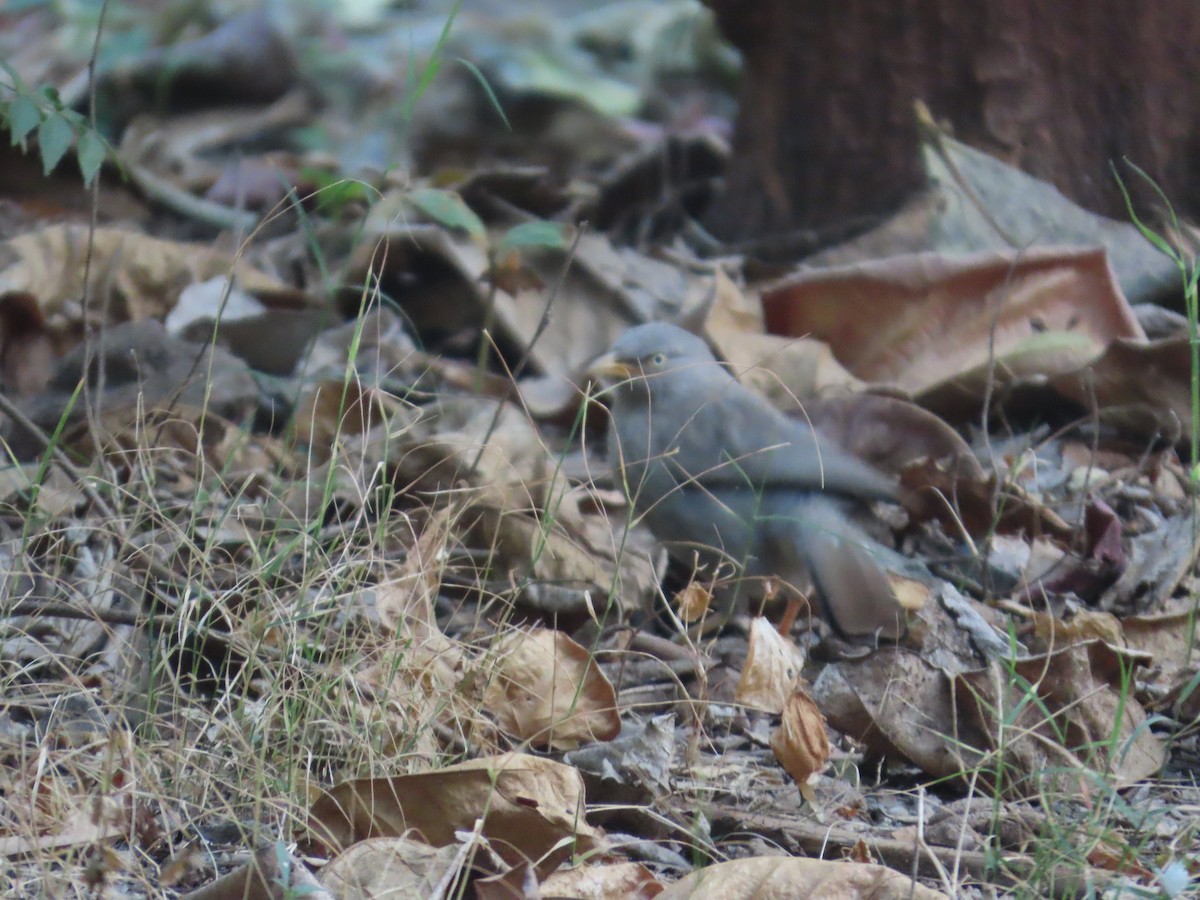 Jungle Babbler - ML646303134