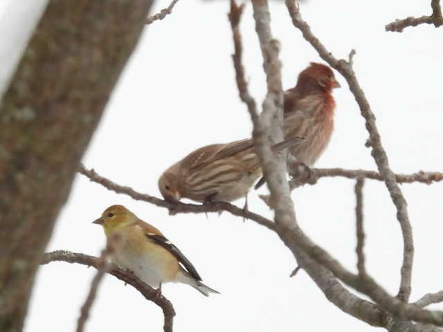 House Finch - ML646303135