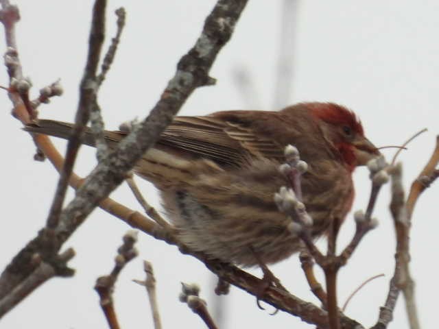 House Finch - ML646303136
