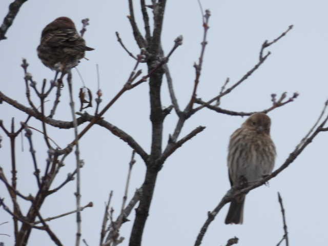 House Finch - ML646303137