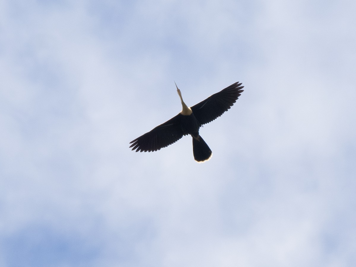 Anhinga - ML646303138