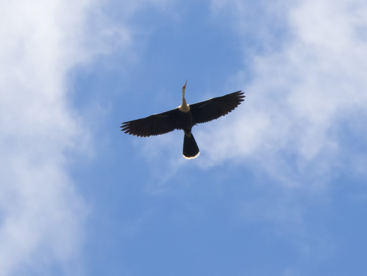 Anhinga - ML646303139