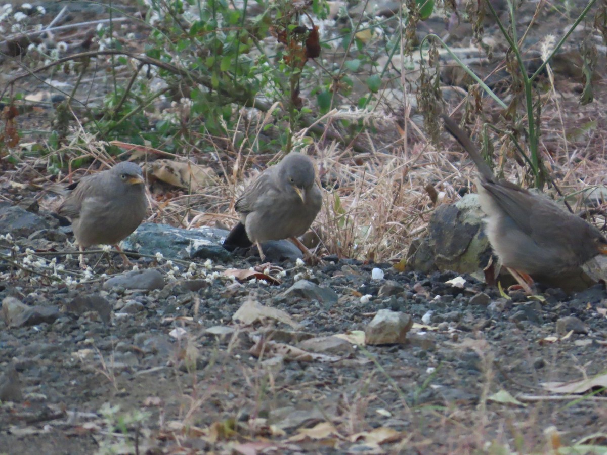 Jungle Babbler - ML646303140