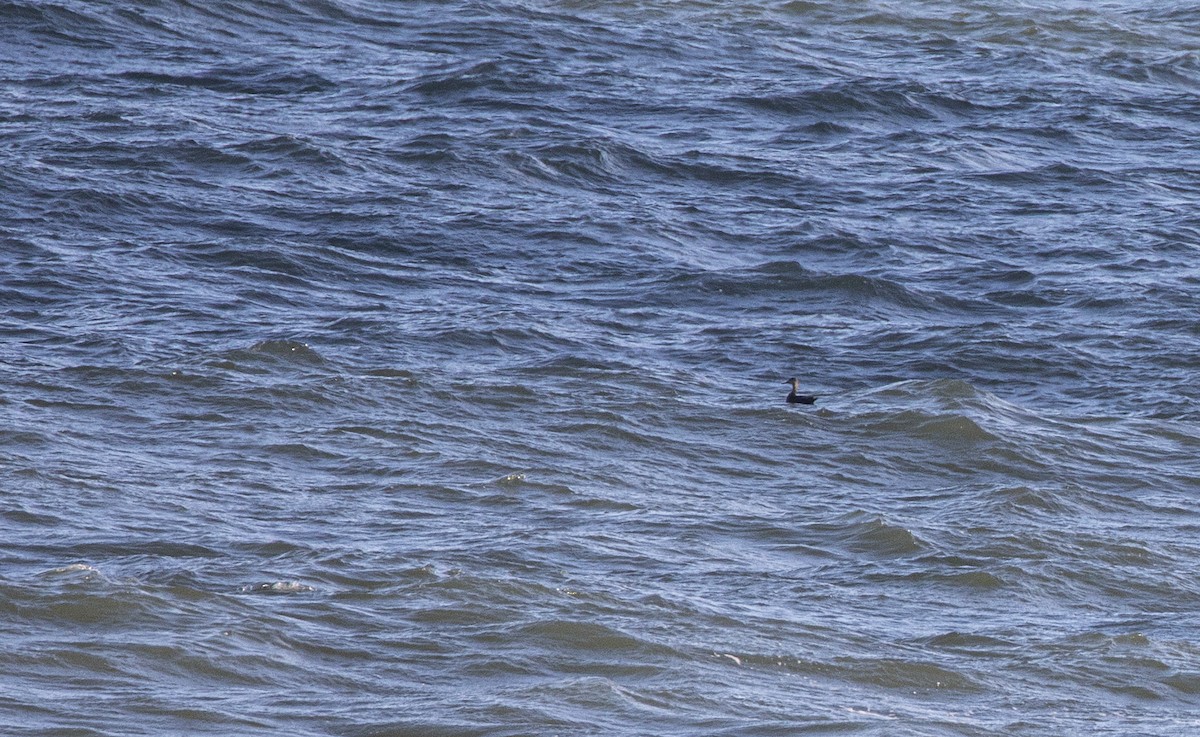 American Black Duck - ML646303141